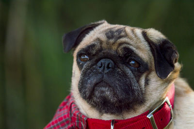 Close-up of dog looking away outdoors