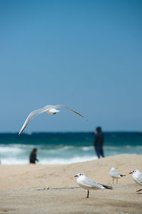 Seagulls flying over beach