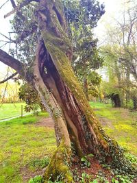 View of tree trunks in field