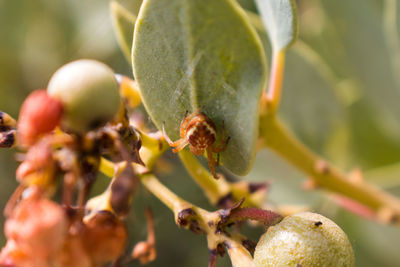Close-up of insect on plant