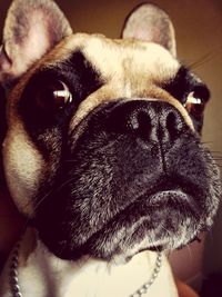 Close-up portrait of a dog