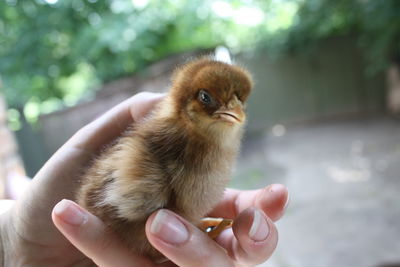 Close-up of hand holding chicken