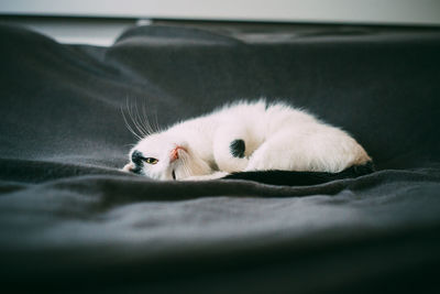 Cat lying on textile at home