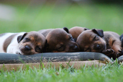 Dogs relaxing on field