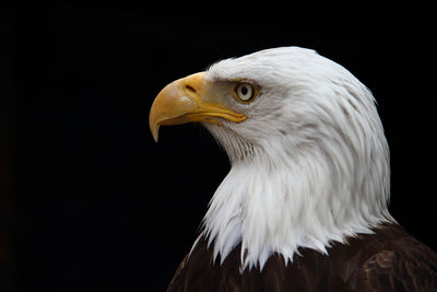 Close-up of eagle against black background