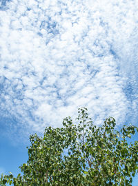 Low angle view of tree against sky