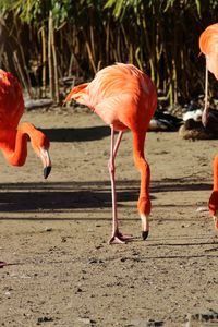 View of birds on field