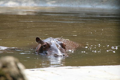 Hippopotamus in pond at zoo