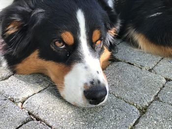 Close-up portrait of dog