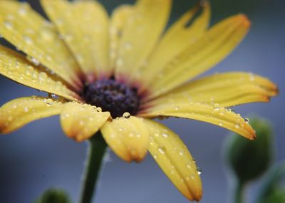 Close-up of wet yellow flower