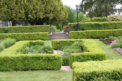 Trees and plants in yard