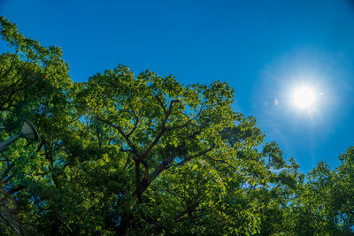 Low angle view of sunlight streaming through trees