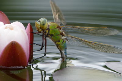 Close-up of insect on flower