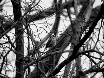 Low angle view of bird perching on bare tree