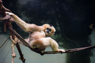 Low angle portrait of monkey sitting in forest