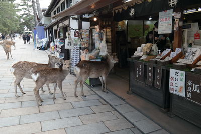 Horses standing in market