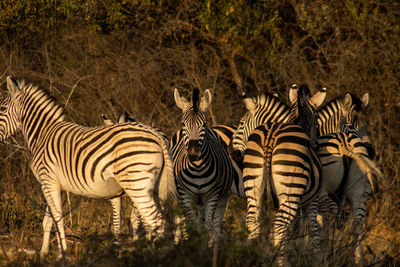 Zebras in the serengeti during sunset