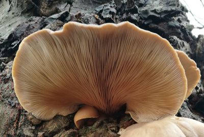 Close-up of mushroom on rock