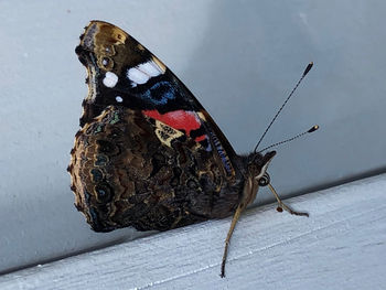 High angle view of butterfly on leaf