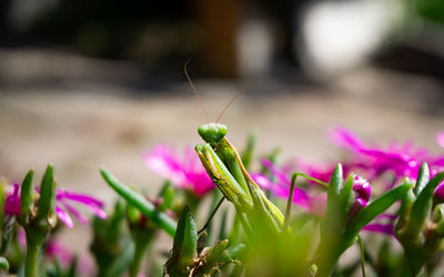 Close-up of insect on flower