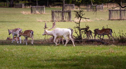 Deerstanding in a field