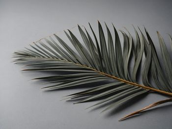 Close-up of feather against white background