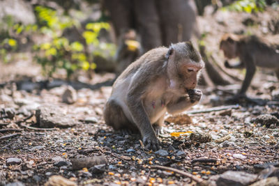 Close-up of monkey on rock