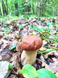 Close-up of mushroom growing on field