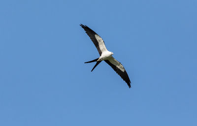 Low angle view of bird flying in sky