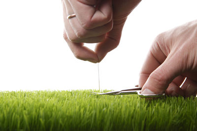 Close-up of hand holding wheat