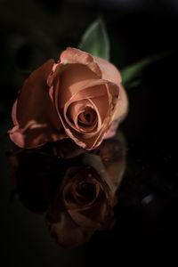 Close-up of rose against black background