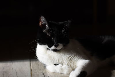 Close-up of cat looking away