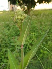 Close-up of leaf on land