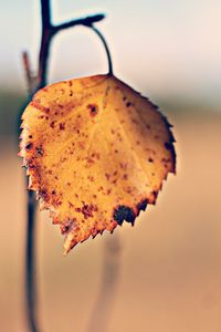 Close-up of dry autumn leaves against blurred background