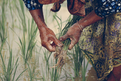 Midsection of farmer holding plant at rice paddy