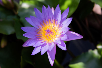 Close-up of purple water lily