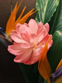 Close-up of flower blooming outdoors