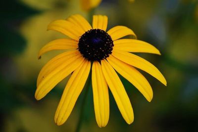 Close-up of yellow flower