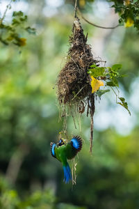 Bird on nest