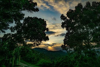 Low angle view of silhouette trees against sky at sunset