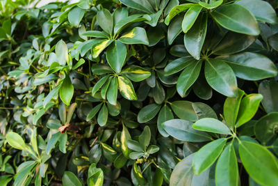 Full frame shot of green leaves
