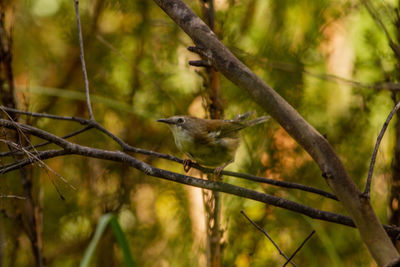 Bird perching on a tree