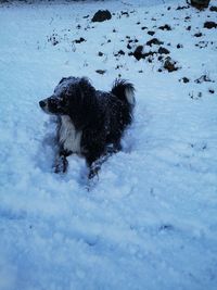 View of dog on snow covered land