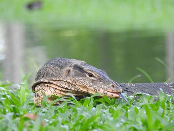 Close-up of a monitor lizard