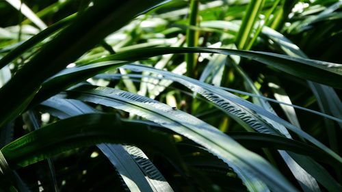 Close-up of plants