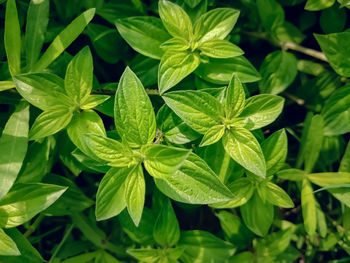 Basil, also called great basil, is a culinary herb of the family lamiaceae. 