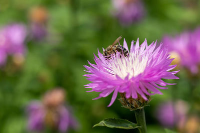 Close-up of purple flowering plant