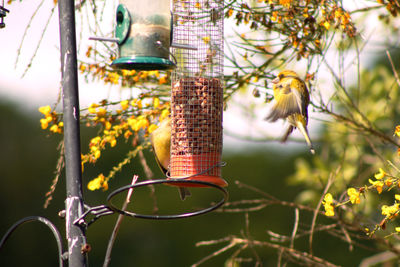 Close-up of bird feeder