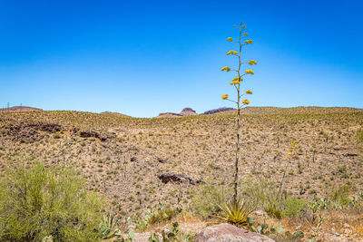 Scenic view of field against clear blue sky