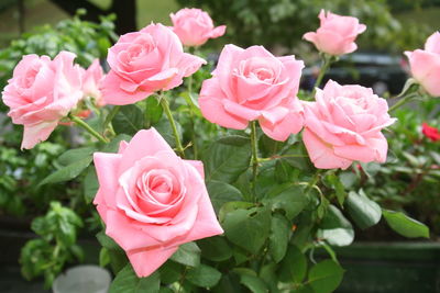 Close-up of pink roses